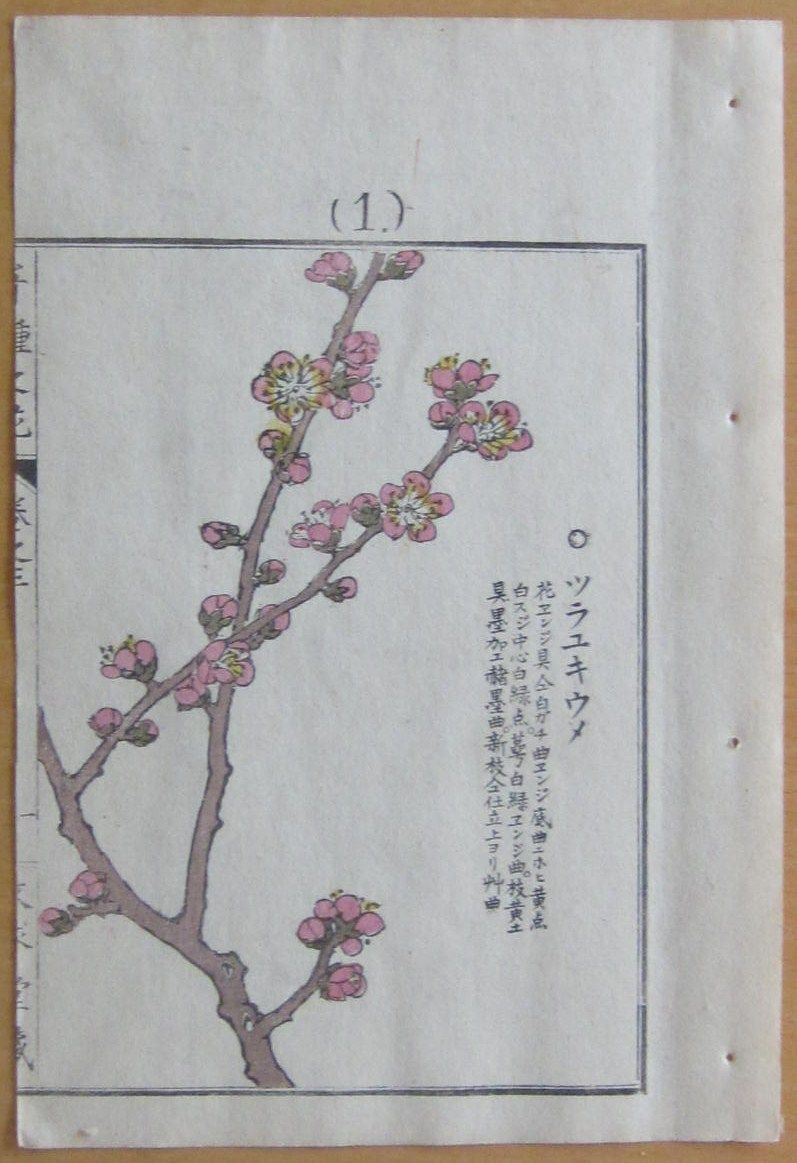 Kono Bairei Japanese Woodblock Flower Print I286 1900