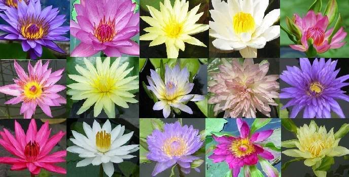 10 Live King Blue Water Lily Plants Bulb Lotus Freedoc