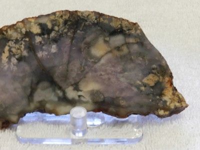 Slab of Purple Cow Agate from Mcdermitt Awesome Color Patterns