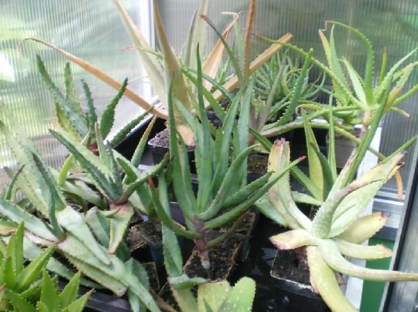Aloe Sammlung   verschiedene Arten Sorten kräftige Pfl.